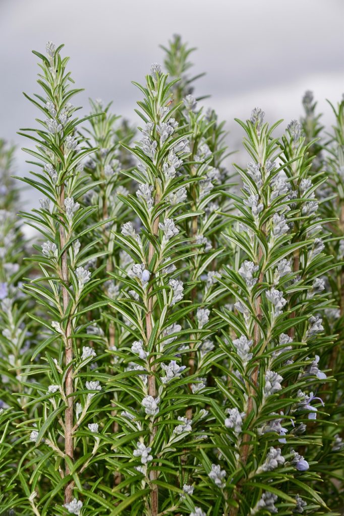 essential oils, aromatherapy, spa, planta de romero